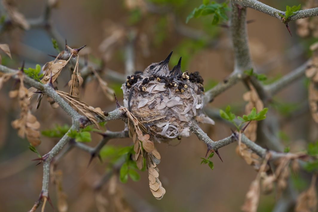 Hummingbirds in backyards and beyond